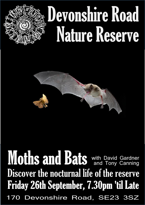 Moths and Bats Sept 26th 2014