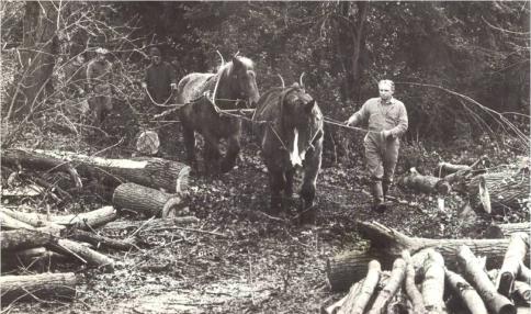 Horses removing timber after storm of 1987